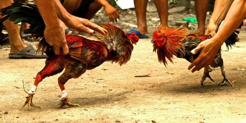 Đá Gà Campuchia 9win