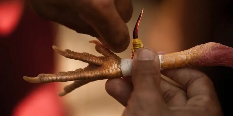 Đá Gà Cựa Sắt 9win